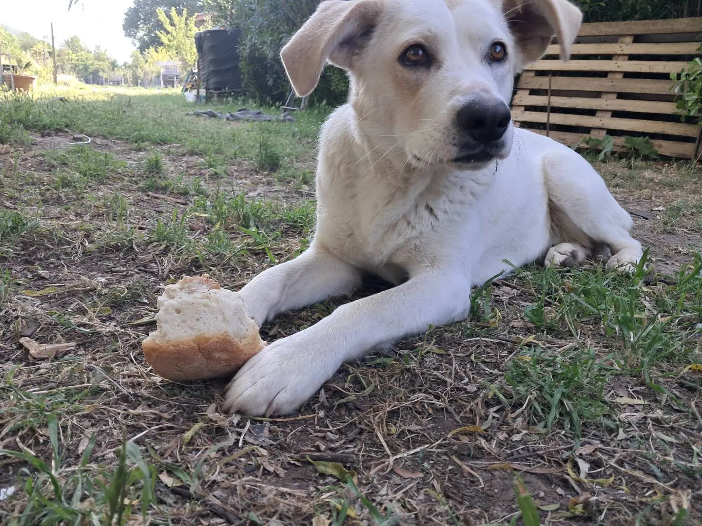 Vuoi adottare un cane a Caserta?