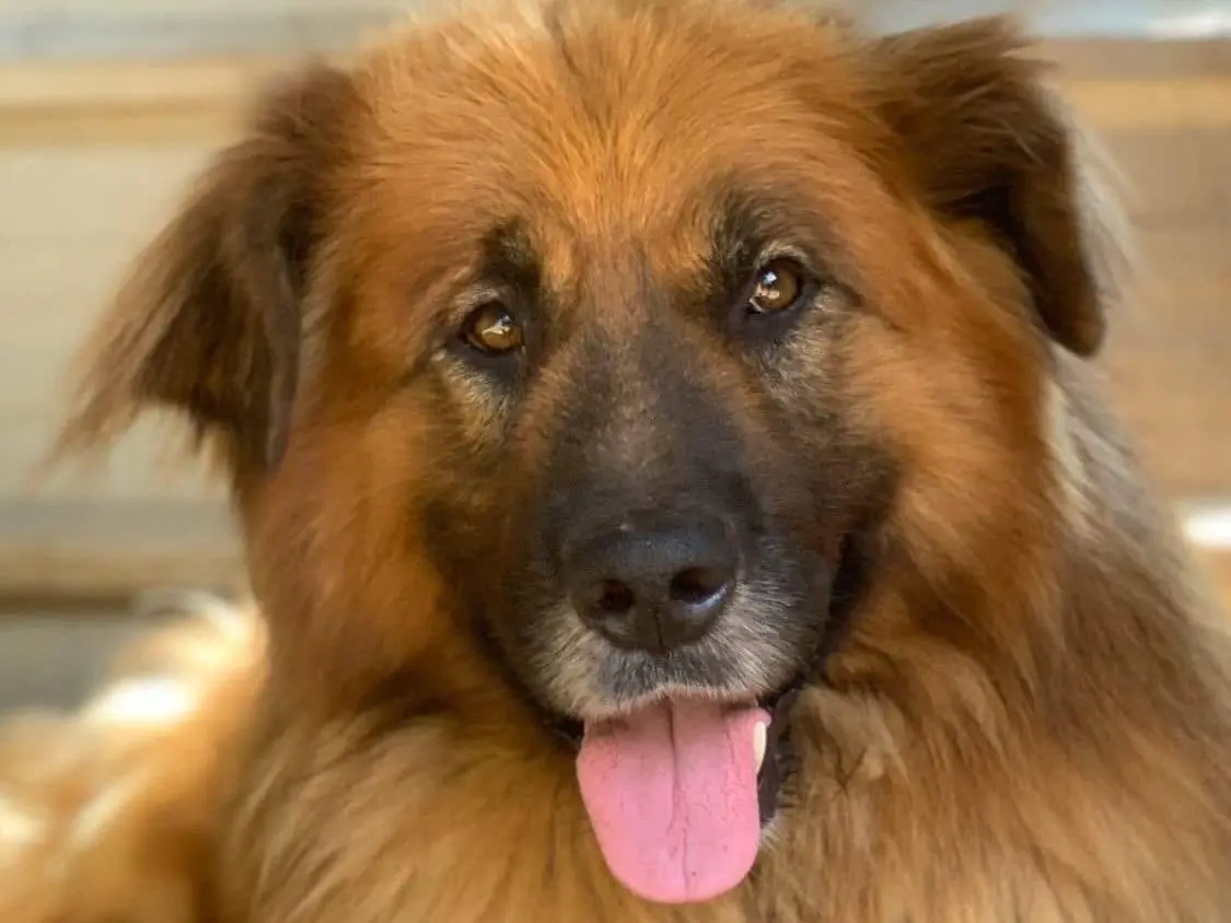 Adozione cane, maschio, Razza sconosciuta Razza sconosciuta, 5 anni e 4 mesi, taglia grande, Firenze