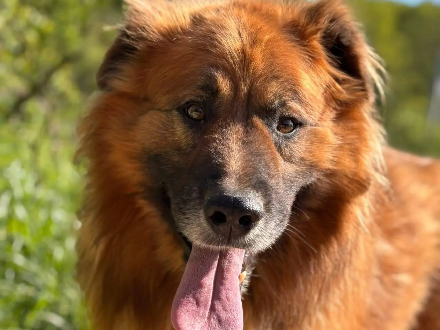 Adotta un cane, taglia grande, maschio, Firenze