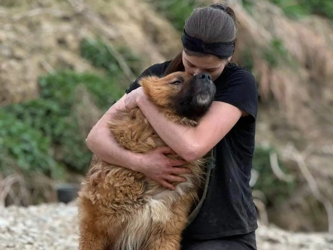 Adotta un cane, maschio, 5 anni e 4 mesi, Firenze