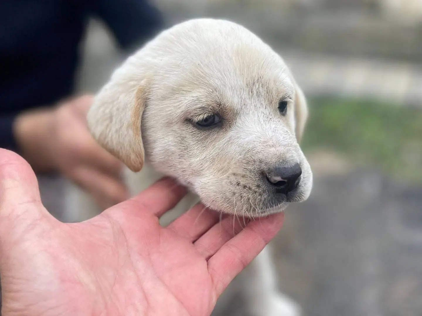 Vuoi adottare un cane a Frosinone?