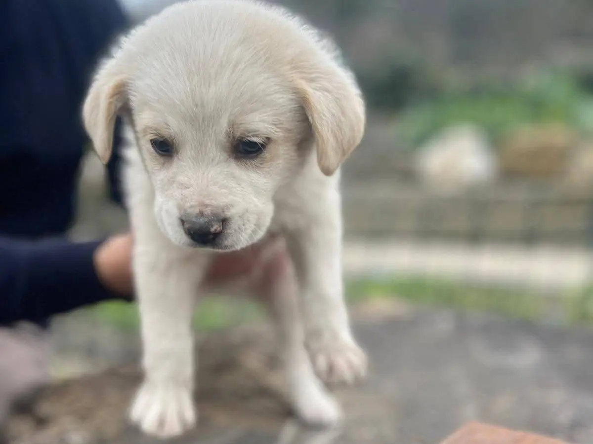 Adotta un cane, maschio, 9 mesi, Frosinone