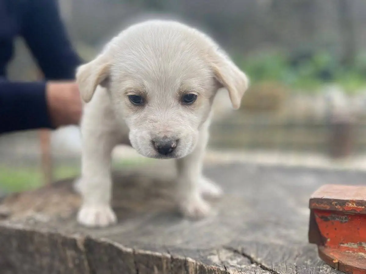 Adozione cane, maschio, Razza sconosciuta Razza sconosciuta, 9 mesi, taglia media, Frosinone