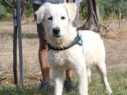 Adozione cane, maschio, Razza sconosciuta Razza sconosciuta, 1 anno e 6 mesi, taglia media, Udine