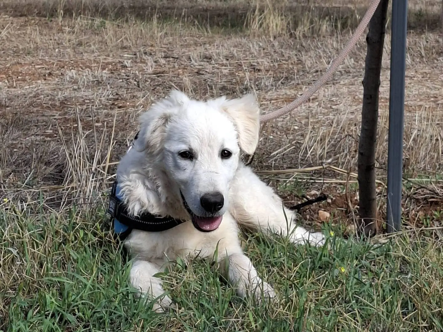 Adotta un cane, taglia media, maschio, Udine