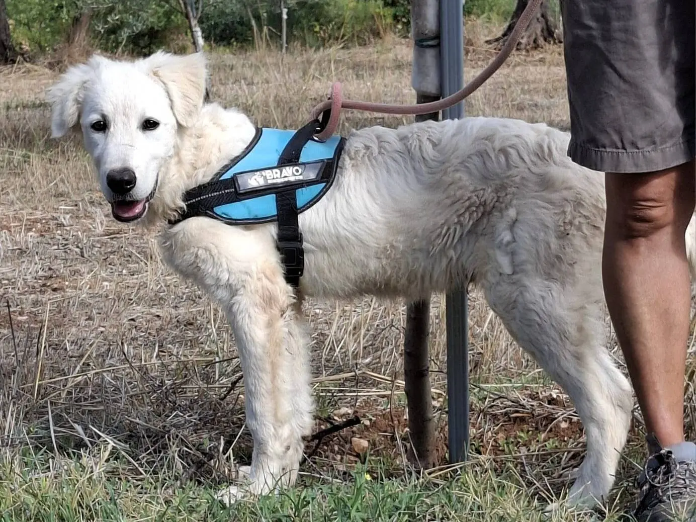 Adotta un cane, maschio, 1 anno e 6 mesi, Udine