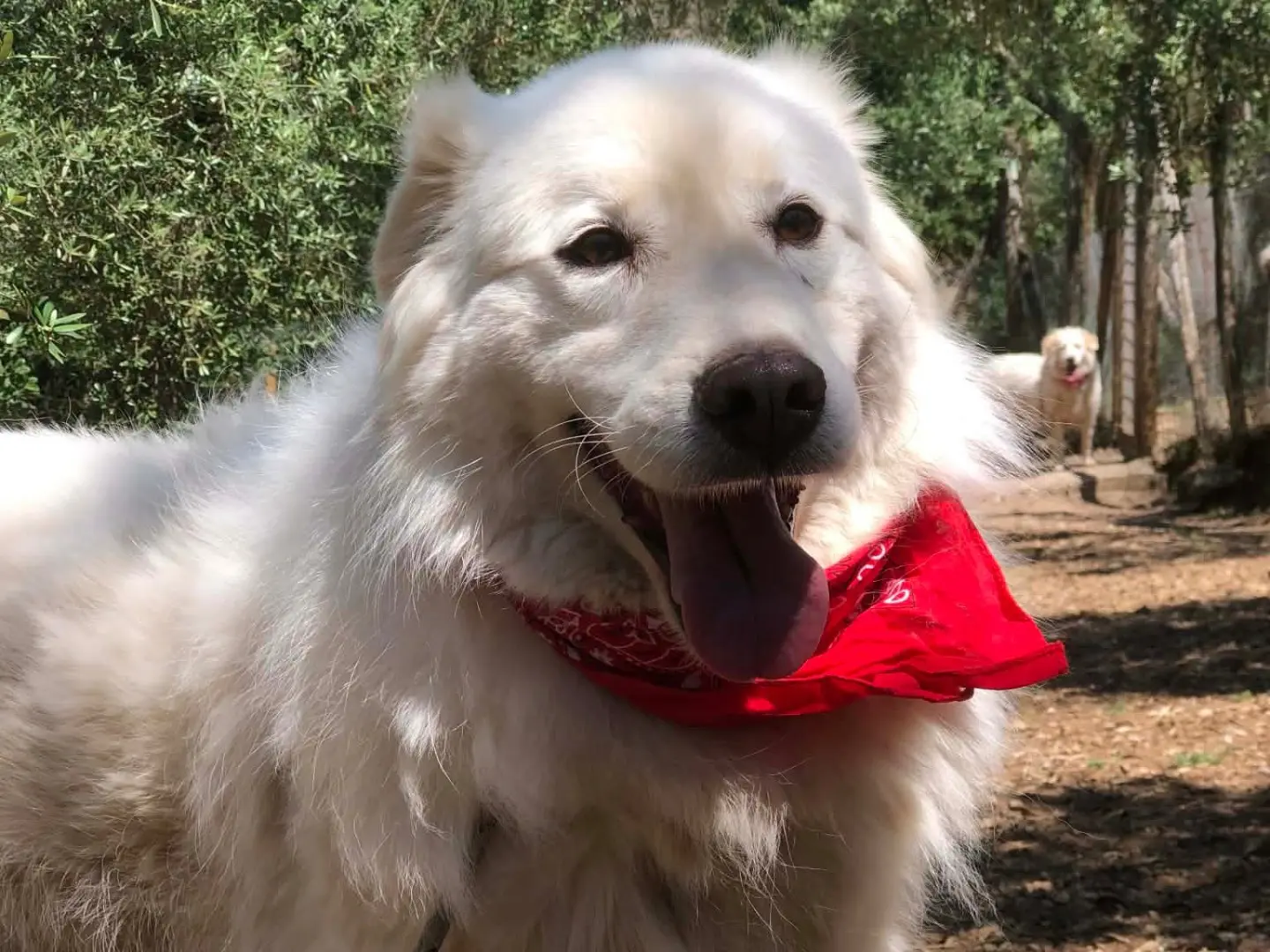 Adotta il cane Brie a Latina
