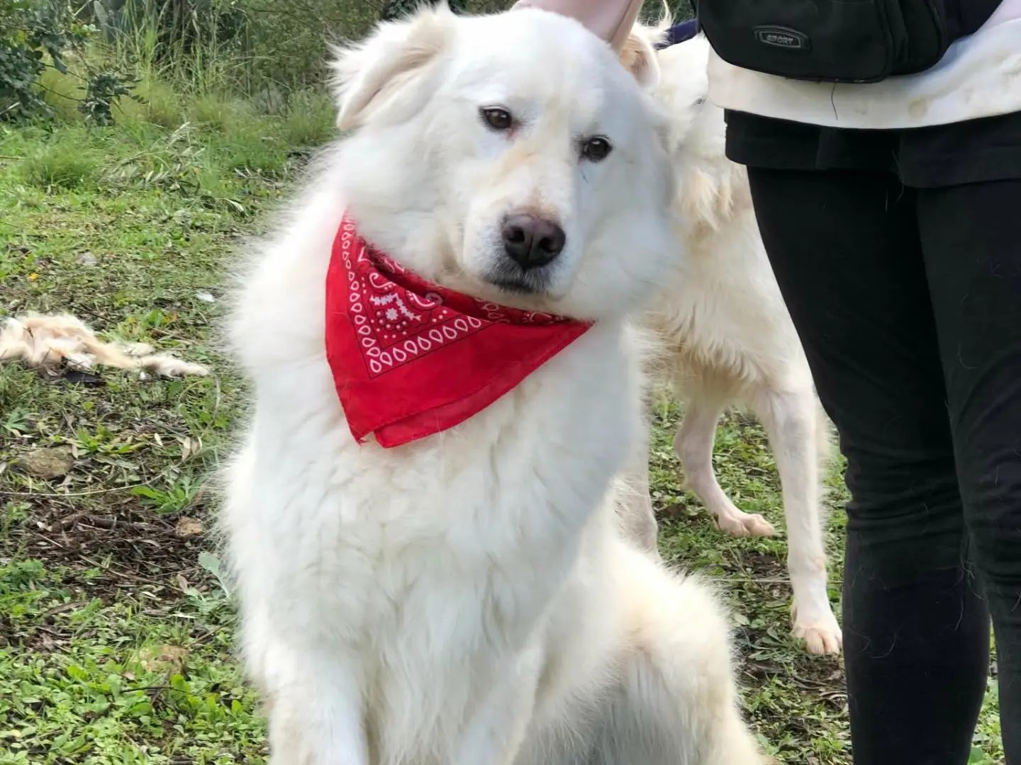 Adotta un cane, maschio, 7 anni e 4 mesi, Latina