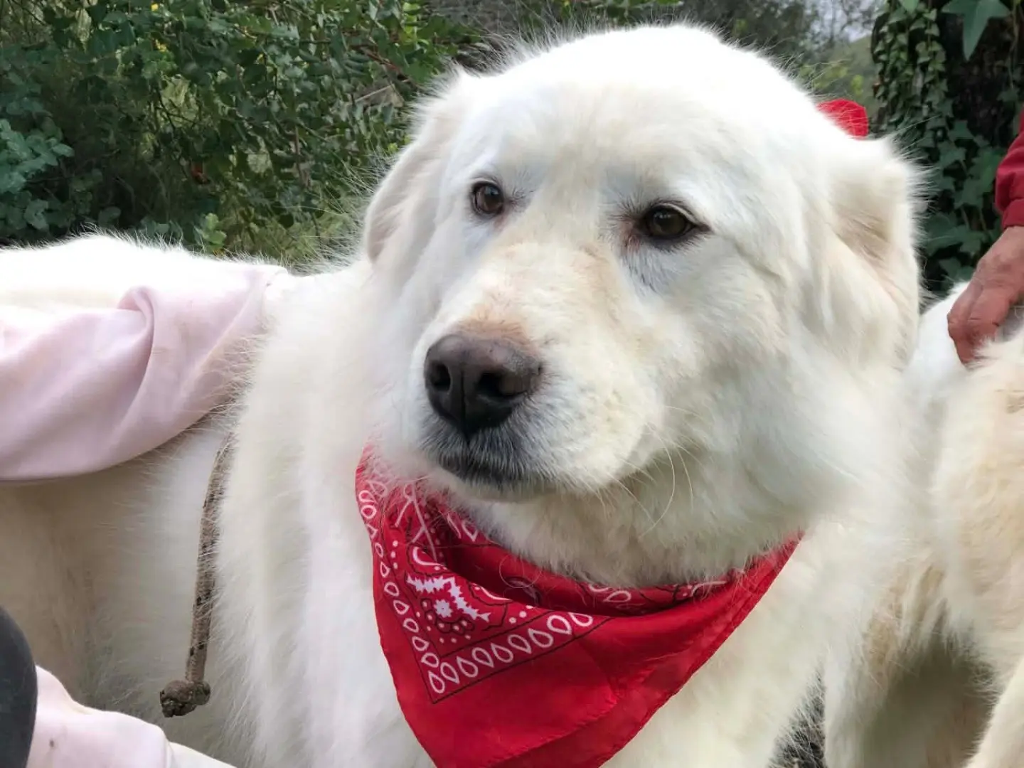 Adozione cane, maschio, Razza sconosciuta Razza sconosciuta, 7 anni e 4 mesi, taglia grande, Latina