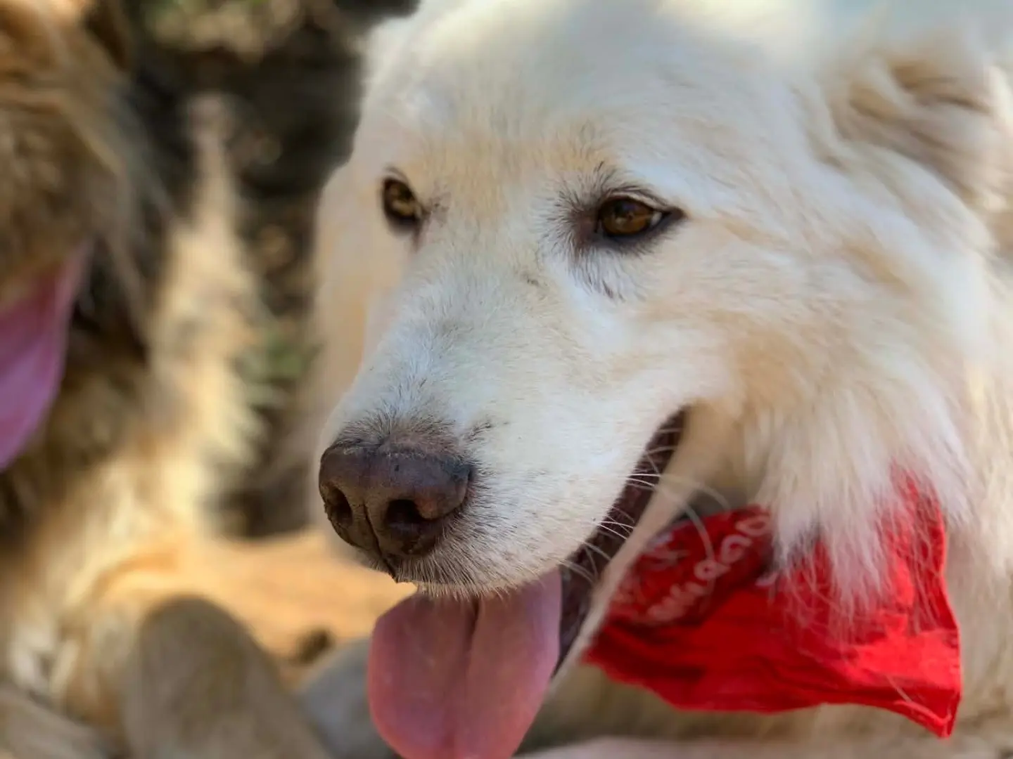 Adotta un cane, taglia grande, maschio, Latina