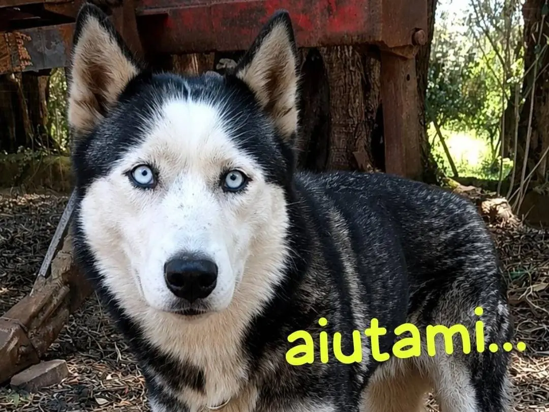 Adozione cane, femmina, Siberian Husky Razza sconosciuta, 7 anni e 3 mesi, taglia media, Biella
