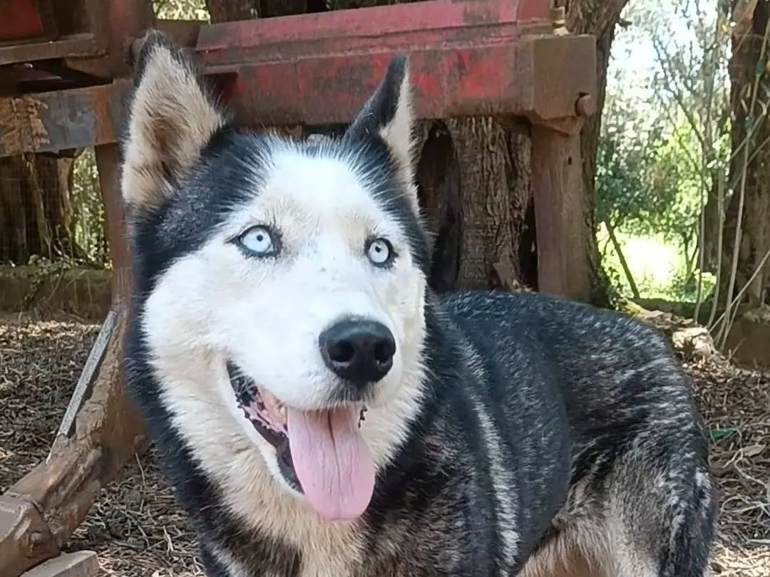 Adotta un cane, femmina, 7 anni e 3 mesi, Biella