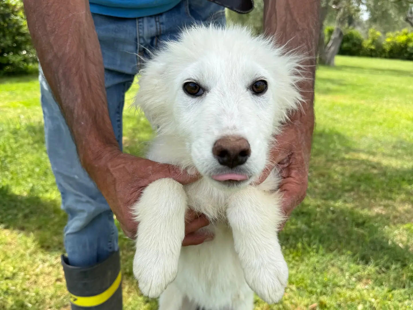 Adotta un cane, taglia media, femmina, Matera
