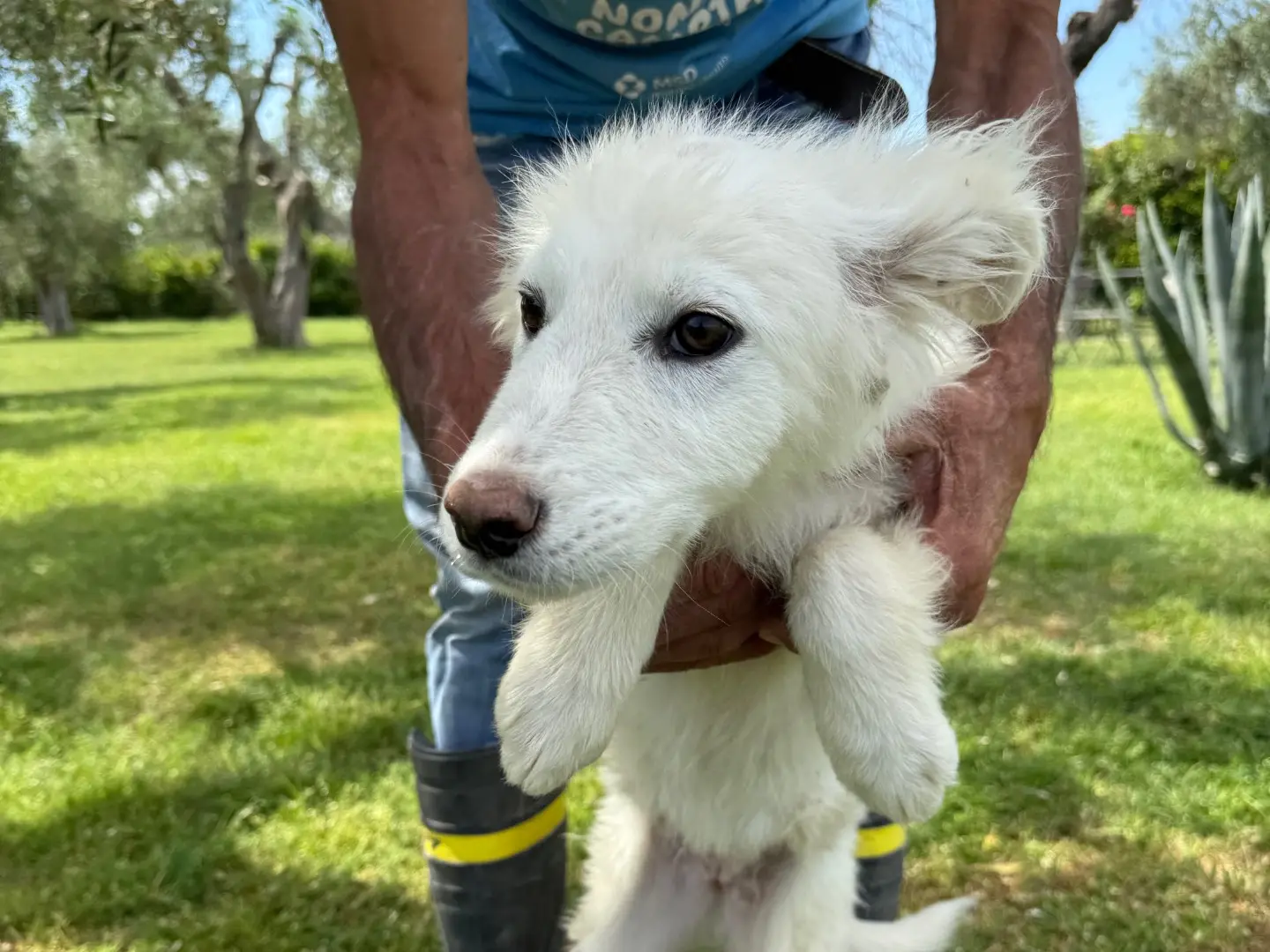Adotta un cane, femmina, 1 anno e 8 mesi, Matera