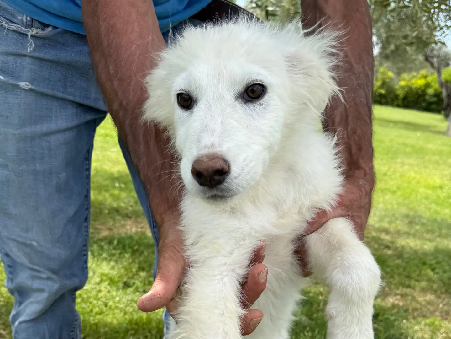 Adozione cane, femmina, Razza sconosciuta Razza sconosciuta, 1 anno e 8 mesi, taglia media, Matera