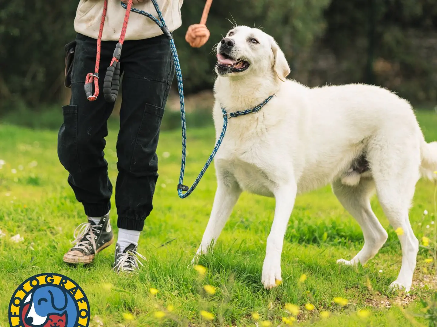Adotta il cane Luciano a Bari