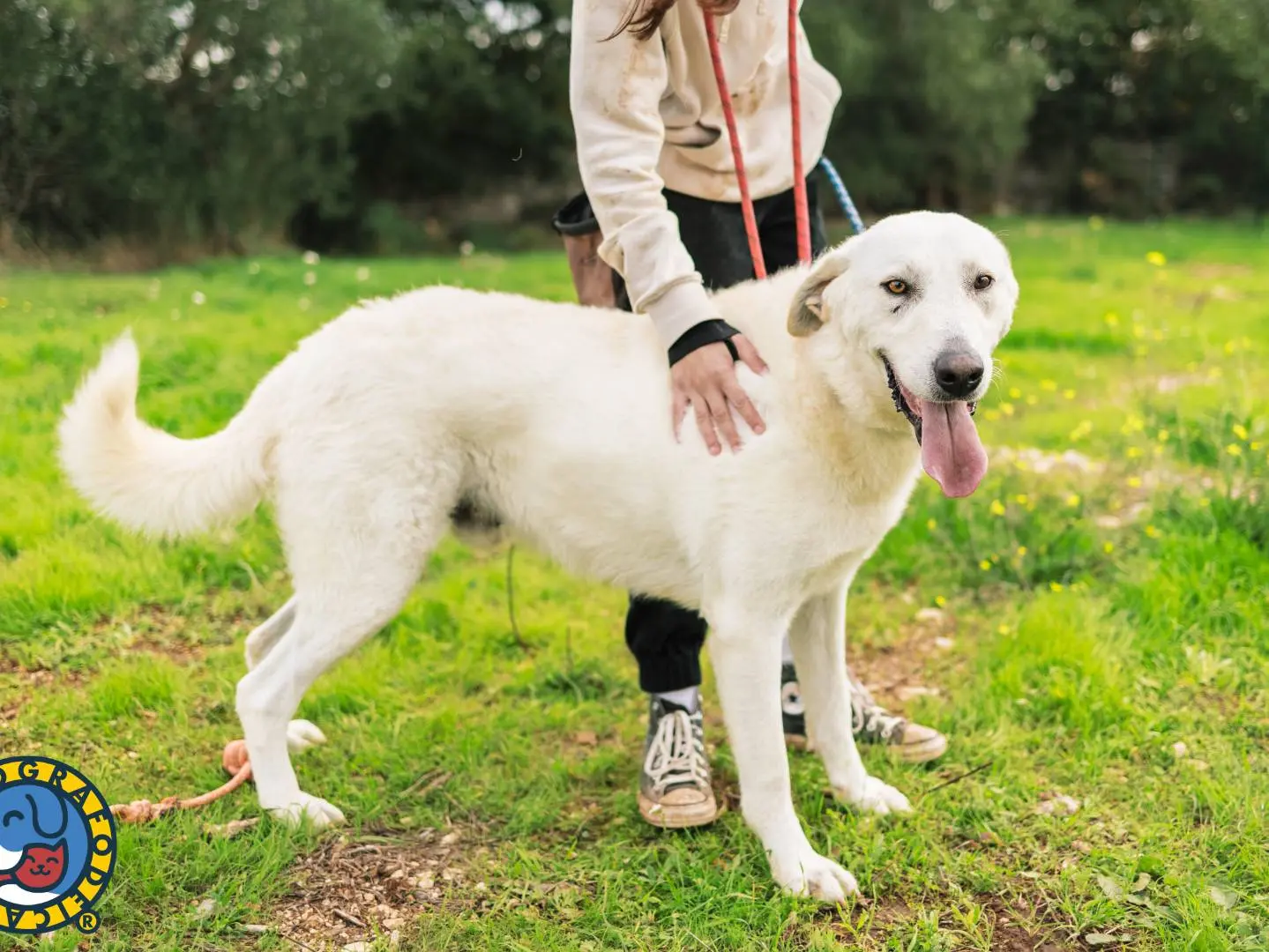 Adotta un cane, maschio, 6 anni e 6 mesi, Bari