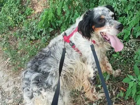 Adotta un cane, taglia media contenuta, maschio, Napoli