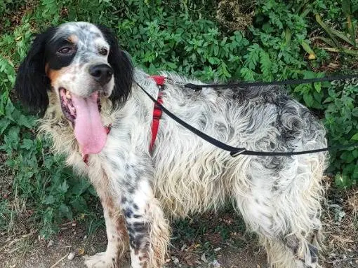 Adotta un cane, maschio, 6 anni e 10 mesi, Napoli