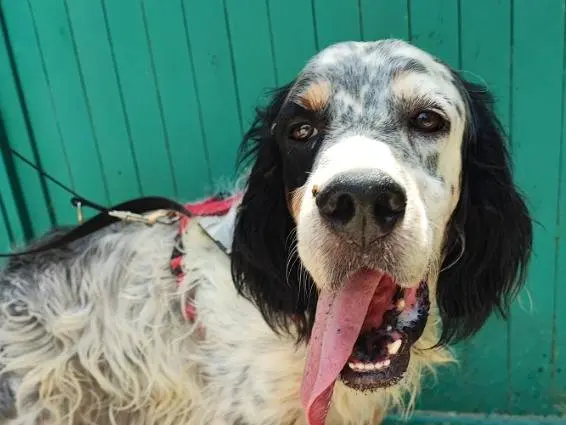 Adozione cane, maschio, Razza sconosciuta Razza sconosciuta, 6 anni e 10 mesi, taglia media contenuta, Napoli