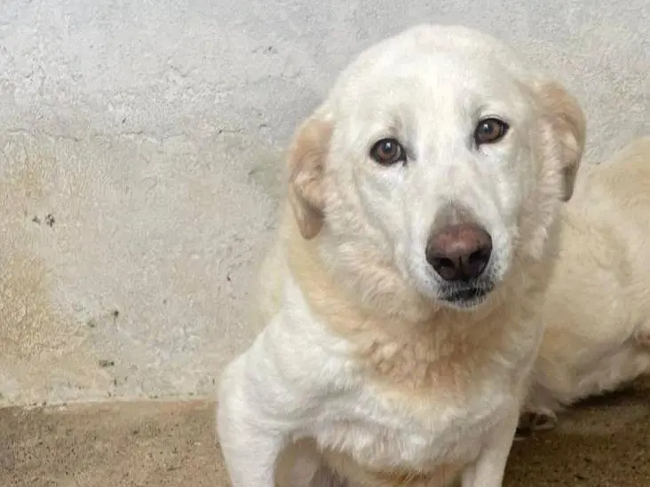 Adozione cane, femmina, Razza sconosciuta Razza sconosciuta, 7 anni e 4 mesi, taglia media, Crotone