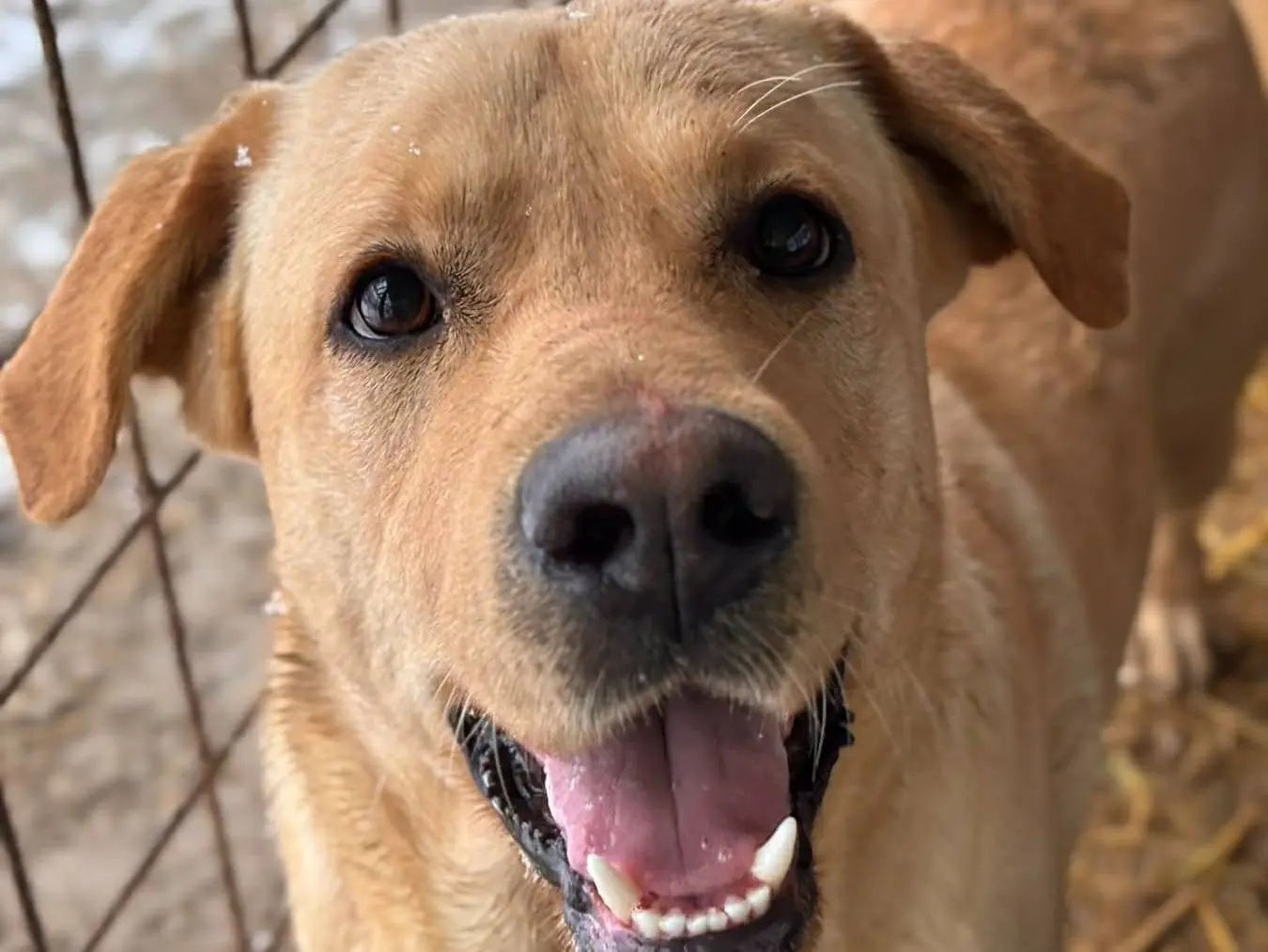 Adotta il cane RIO a Firenze