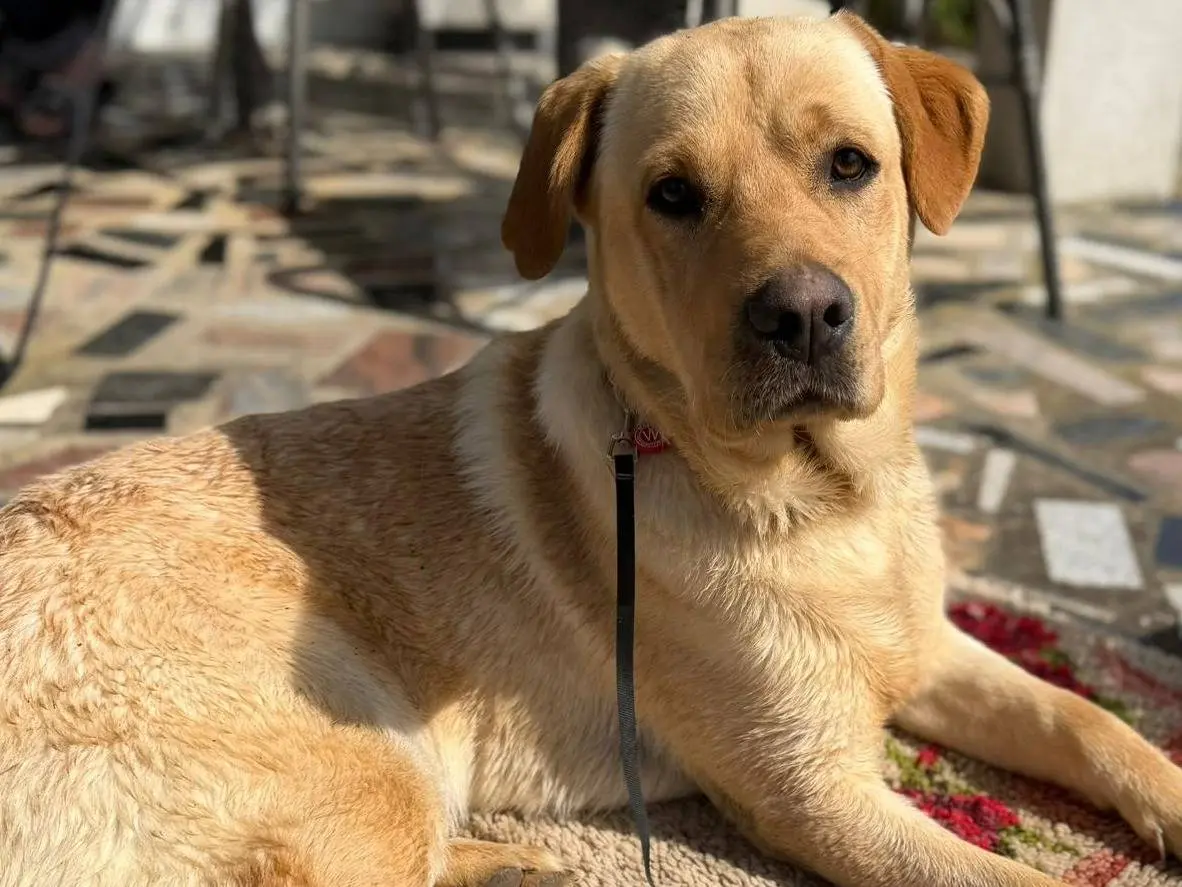 Adozione cane, maschio, Labrador Retriever Razza sconosciuta, 1 anno e 11 mesi, taglia media, Firenze