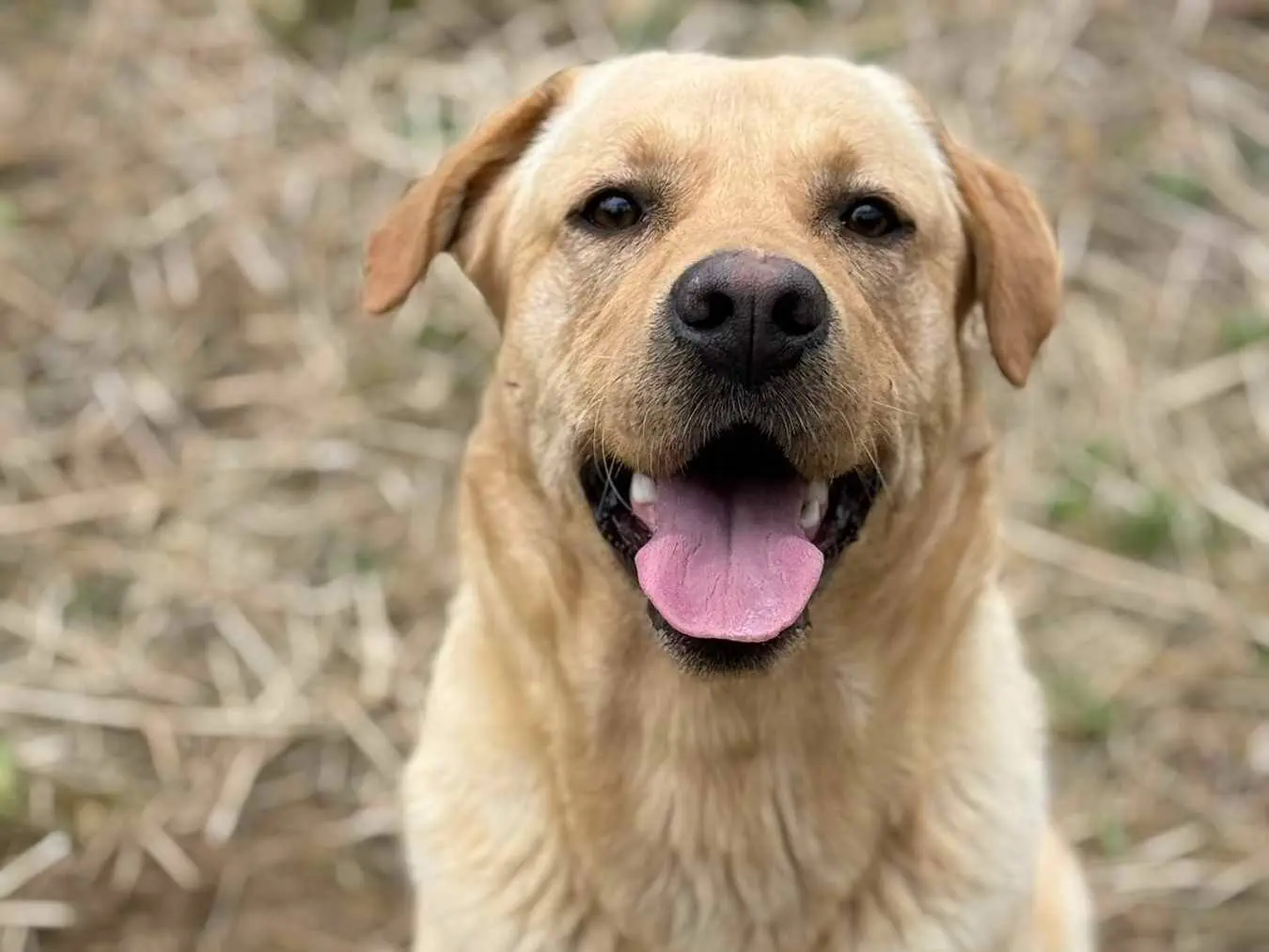 Adotta un cane, taglia media, maschio, Firenze