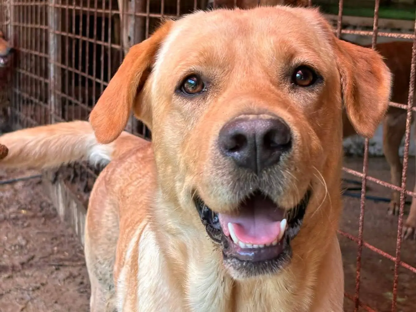 Adotta un cane, maschio, 1 anno e 11 mesi, Firenze