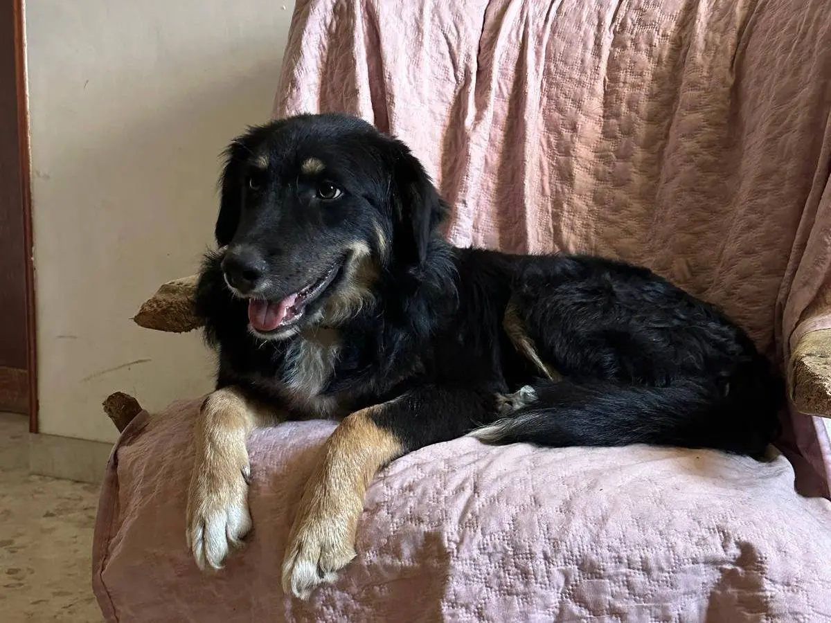 Vuoi adottare un cane a Frosinone?