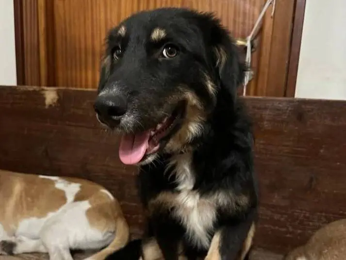 Adotta un cane, maschio, 1 anno e 6 mesi, Frosinone