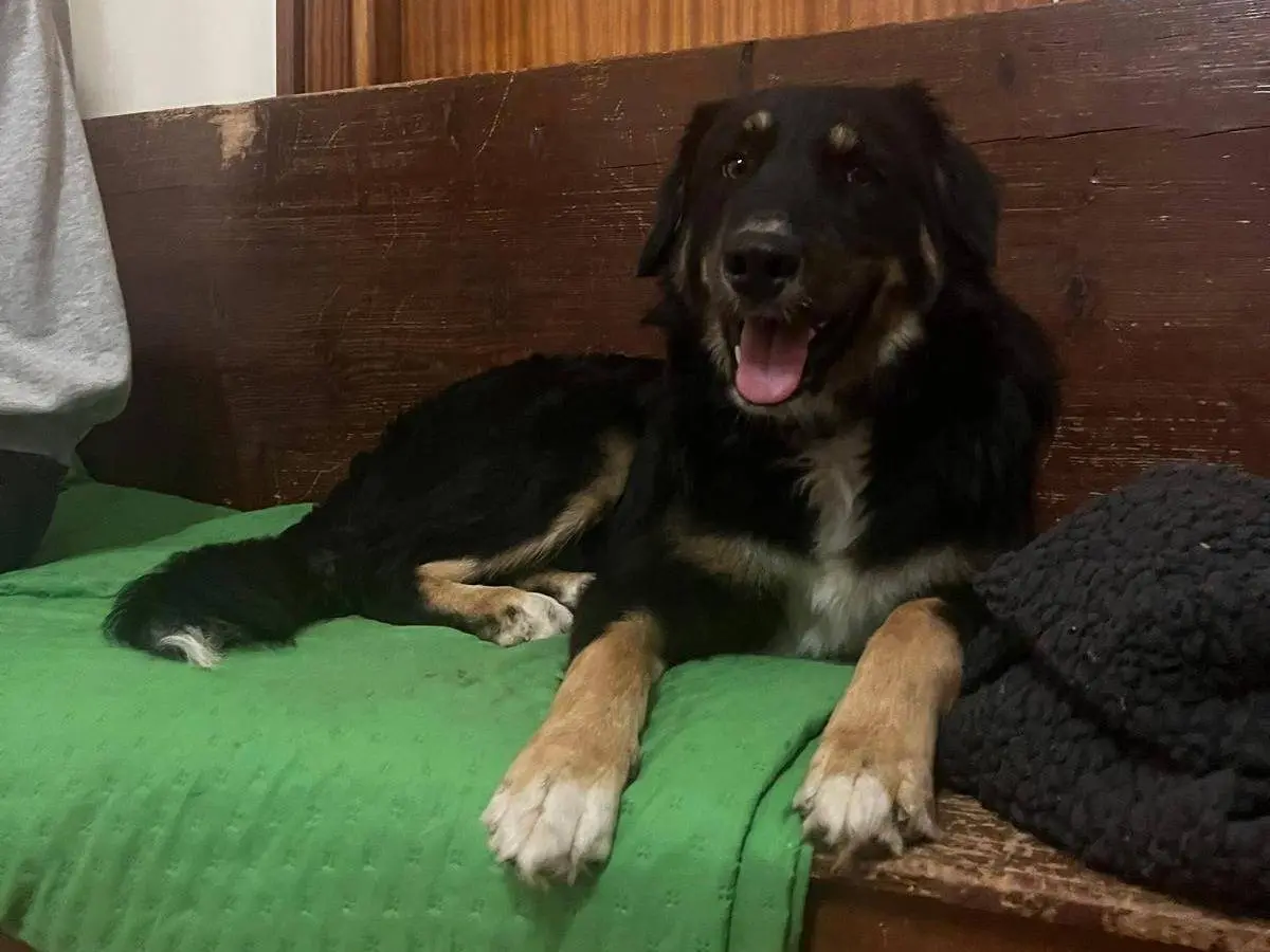 Adotta un cane, taglia media, maschio, Frosinone