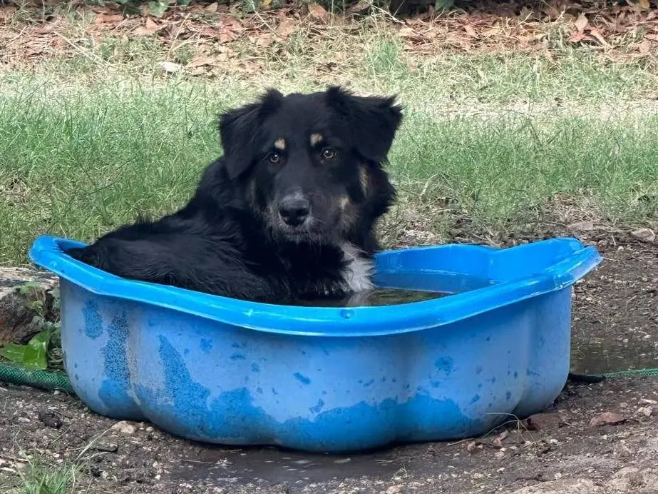 Adotta il cane Nico a Frosinone