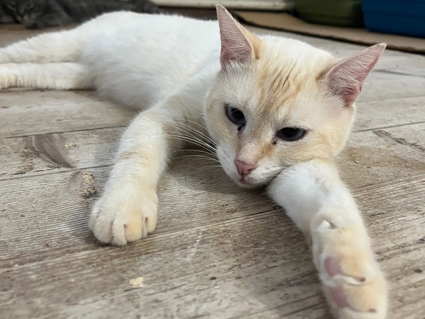 Adotta un gatto, maschio, 3 anni e 11 mesi, Padova
