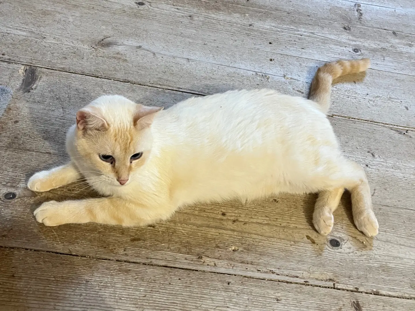 Adozione gatto, maschio, Razza sconosciuta Razza sconosciuta, 3 anni e 11 mesi, taglia non valida, Padova