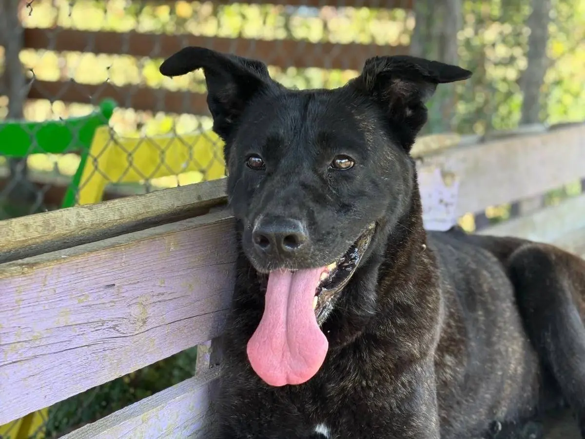 Adozione cane, femmina, Razza sconosciuta Razza sconosciuta, 5 anni e 9 mesi, taglia grande, Pisa