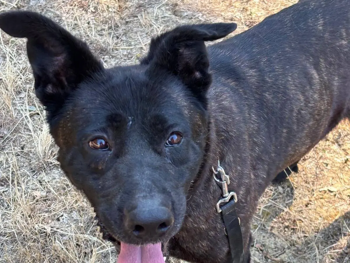 Adotta un cane, femmina, 5 anni e 9 mesi, Pisa