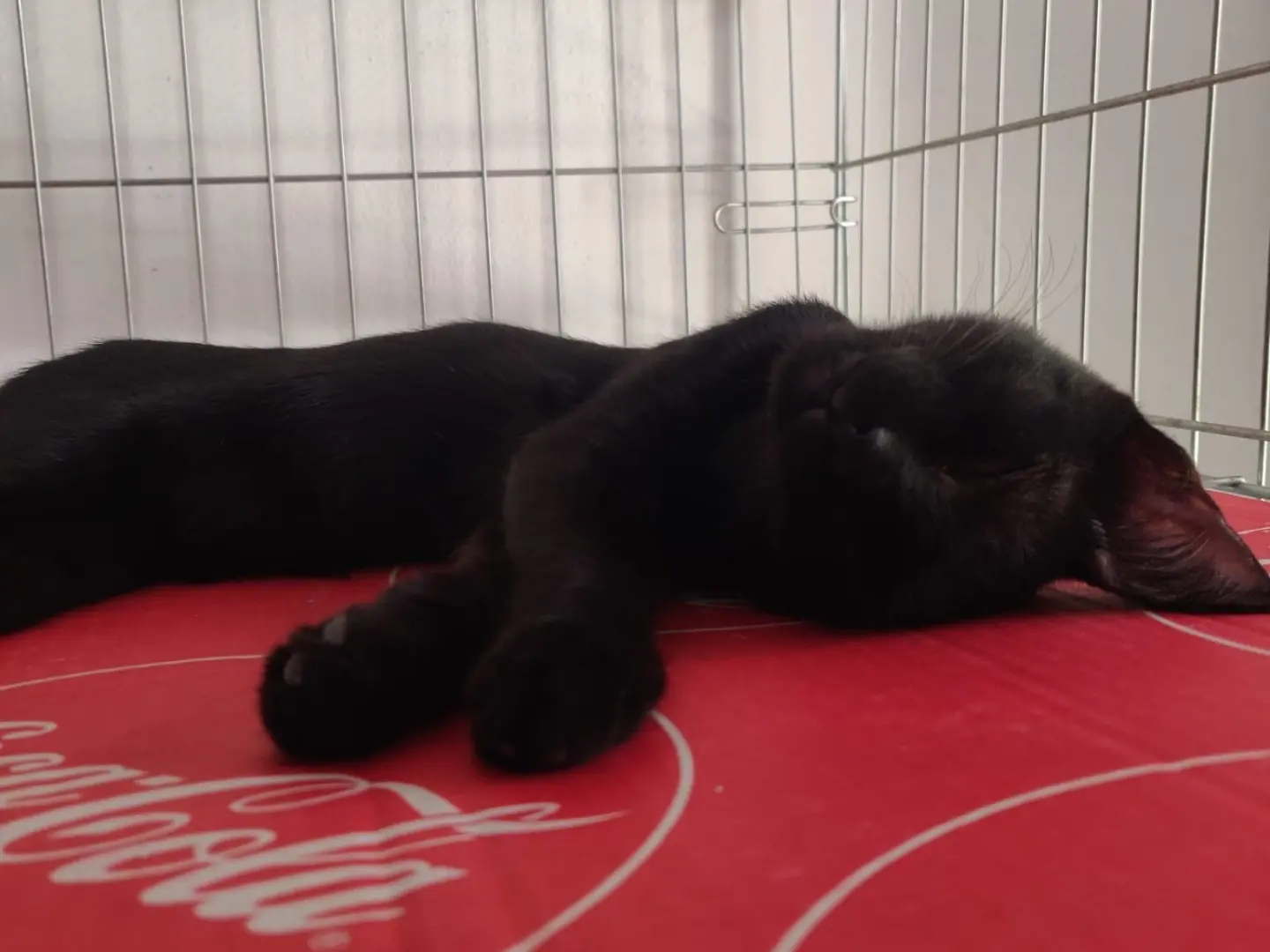 Adotta un gatto, femmina, 6 mesi, Padova