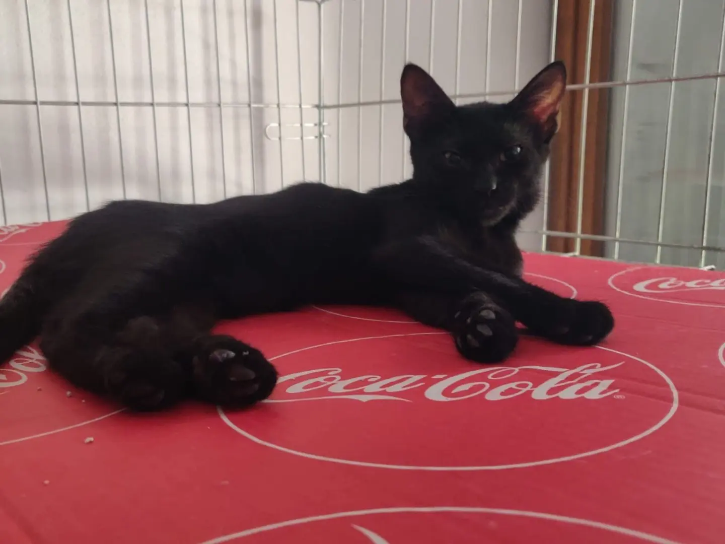 Adozione gatto, femmina, Razza sconosciuta Razza sconosciuta, 6 mesi, taglia non valida, Padova