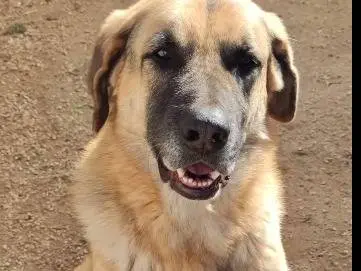 Adotta un cane, taglia gigante, maschio, Bari