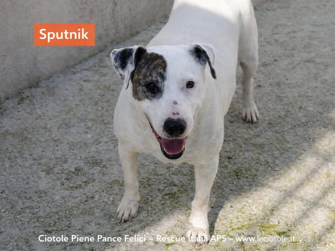 Adozione cane, maschio, Bull Terrier Razza sconosciuta, 7 anni e 2 mesi, taglia media, Avellino