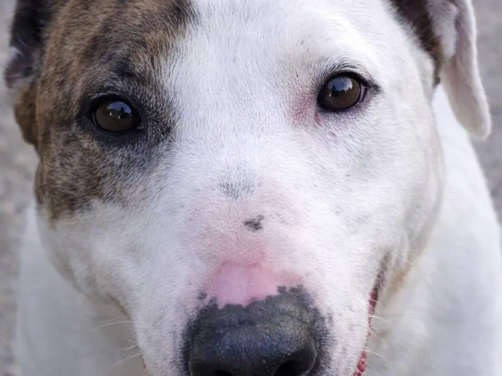 Adotta un cane, taglia media, maschio, Avellino