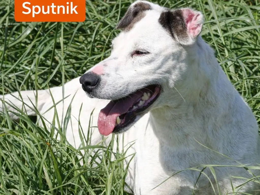 Adotta un cane, maschio, 7 anni e 2 mesi, Avellino