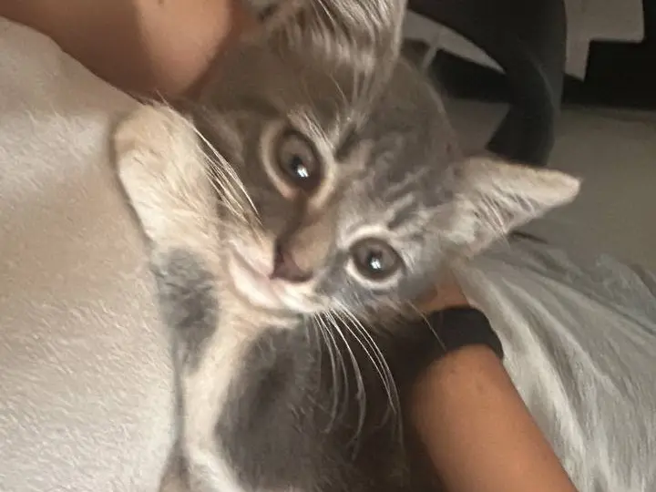 Adotta un gatto, maschio, 3 mesi, Catanzaro