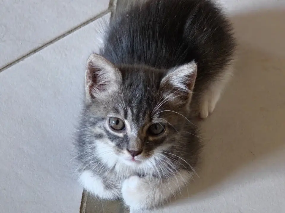 Adozione gatto, maschio, Razza sconosciuta Razza sconosciuta, 3 mesi, taglia non valida, Catanzaro