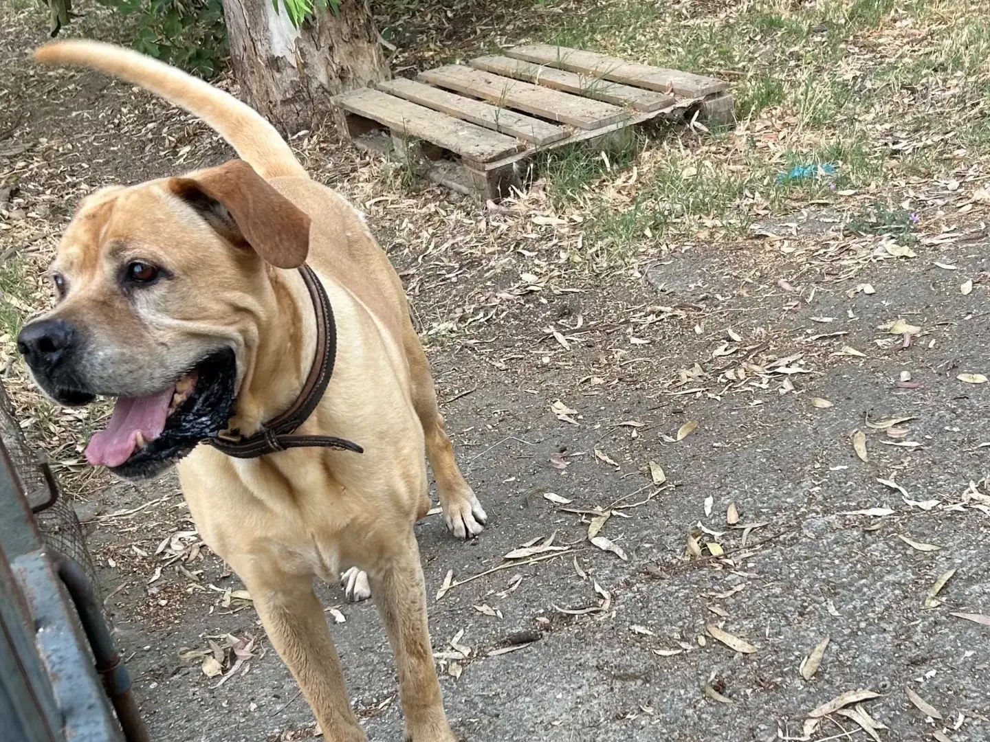 Adotta un cane, maschio, 5 anni e 5 mesi, Chieti