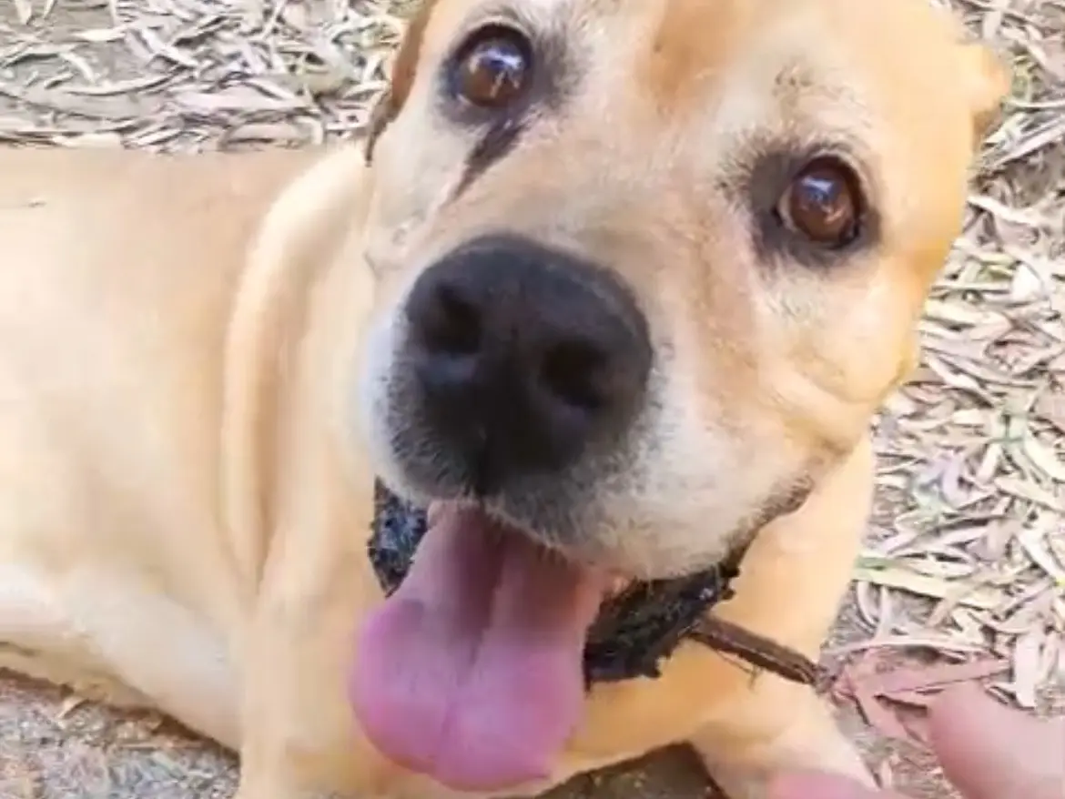 Adotta il cane Zeus a Chieti