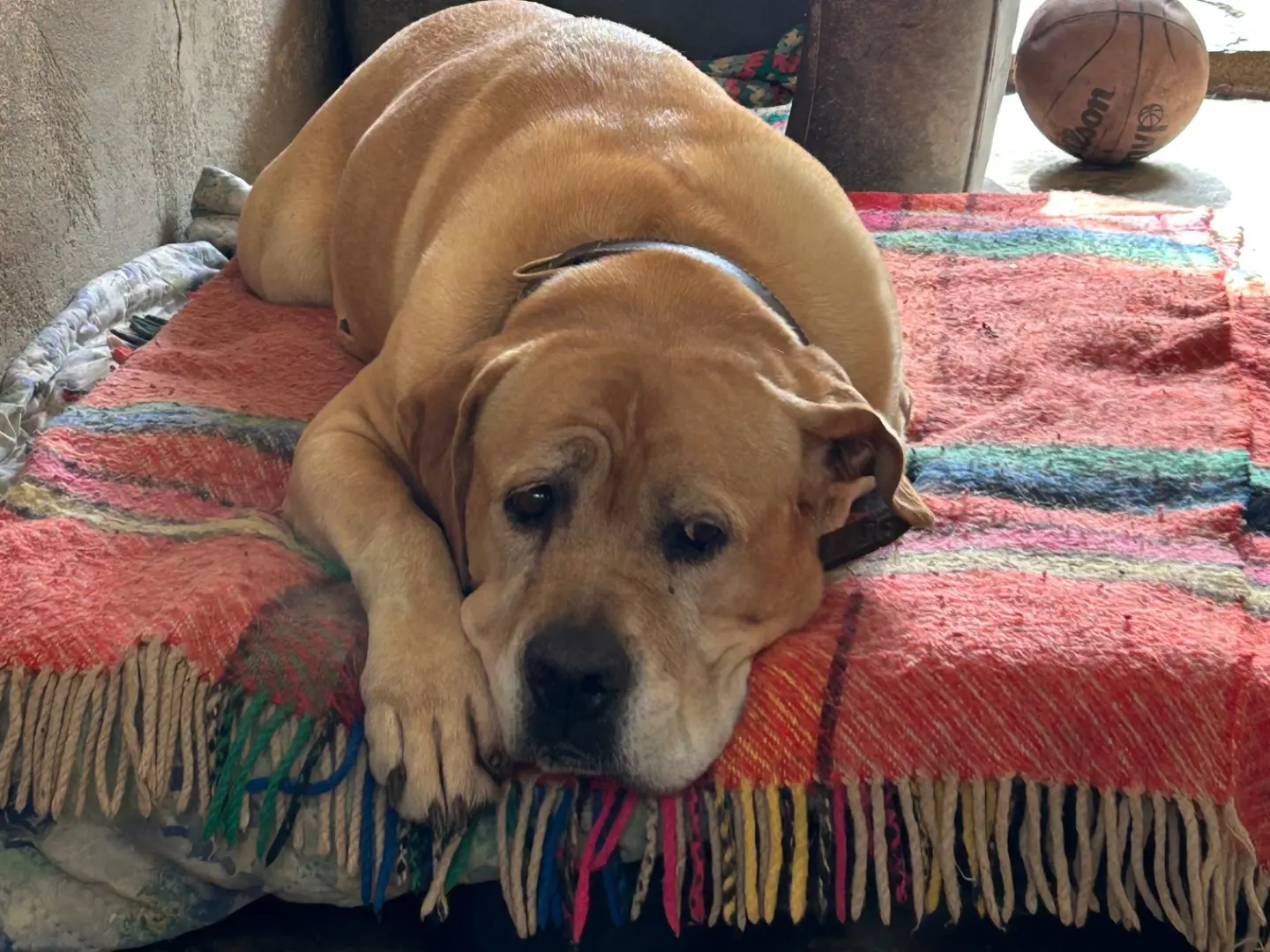 Vuoi adottare un cane a Chieti?