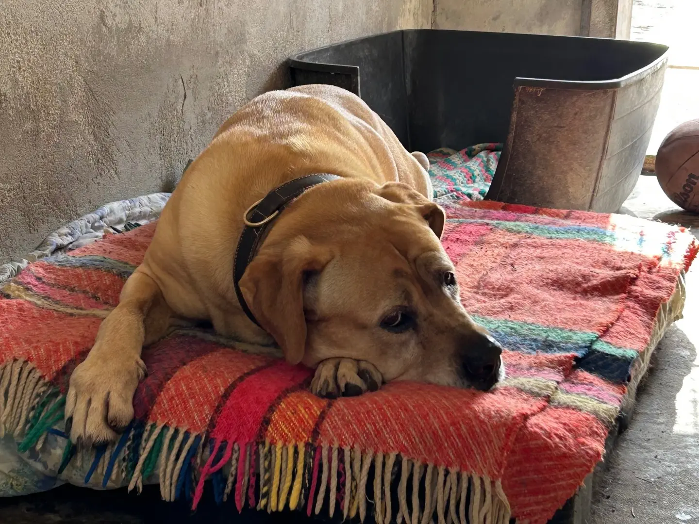 Adotta un cane, taglia gigante, maschio, Chieti