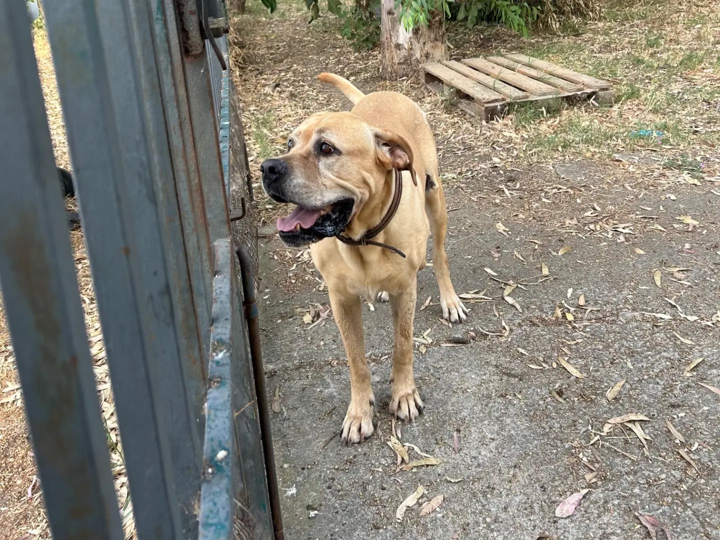 Adozione cane, maschio, Razza sconosciuta Razza sconosciuta, 5 anni e 5 mesi, taglia gigante, Chieti